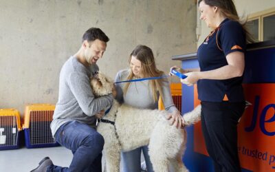 Moving Interstate with Pets: Essential Tips and Guidelines